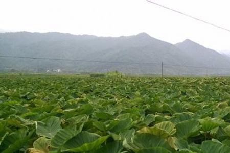 荔浦芋头安徽地区可以种吗