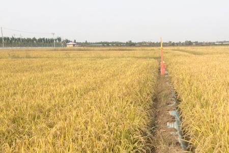 螃蟹怎么会到玉米地