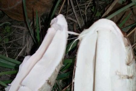 毛头鬼伞能放冰箱保鲜吗