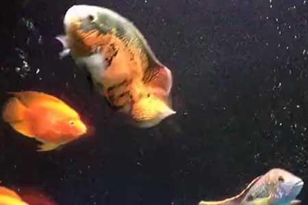 鹦鹉鱼喜酸还是喜碱的水