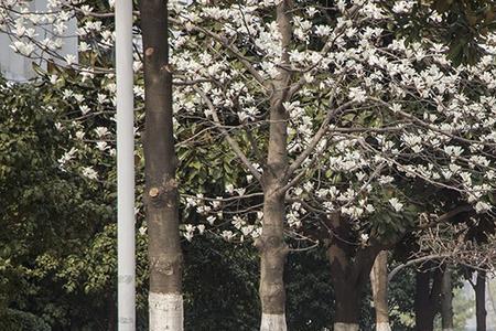 安徽大学延安路校区属于哪个区