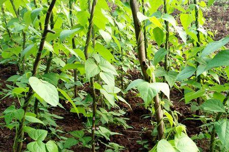 广东四季豆种植时间