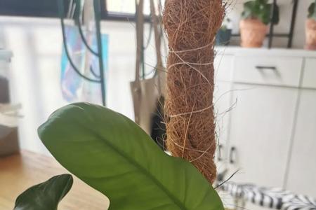 金提琴蔓绿绒的养护