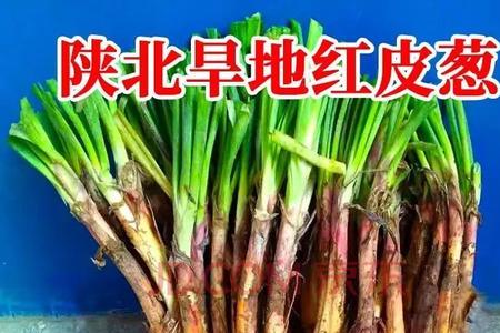 适合陕北种植的高价药材