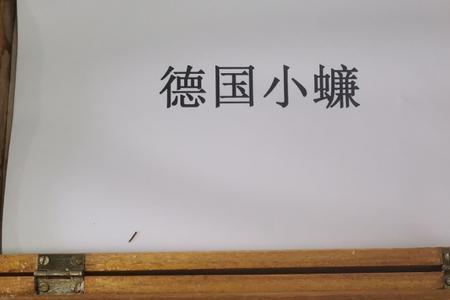 德国小蠊雌雄区别