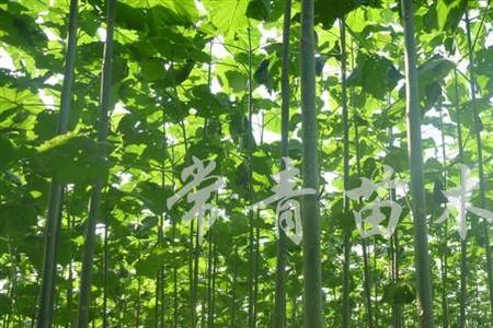 泡桐树要怎样整形修剪