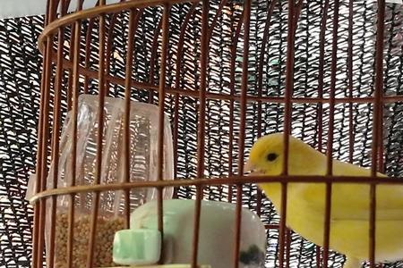 白燕鸟怎样区分公母