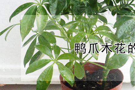 鸭爪莲的养殖方法