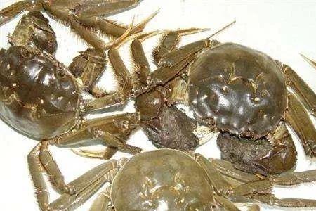 怎么区分大连东沟蟹子