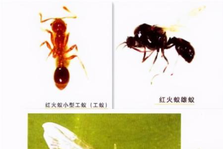 红火蚁会破坏建筑吗