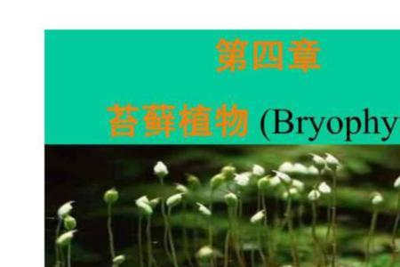 苔藓植物孢子体结构特征
