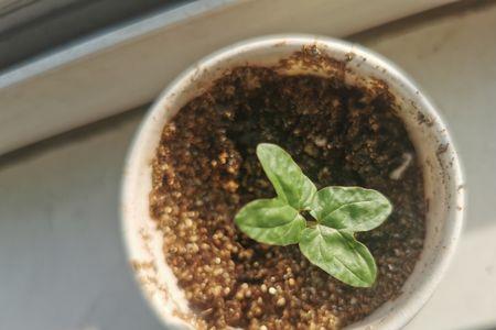 牵牛花生长过程