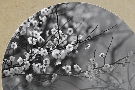 南山从不会落梅花啥意思