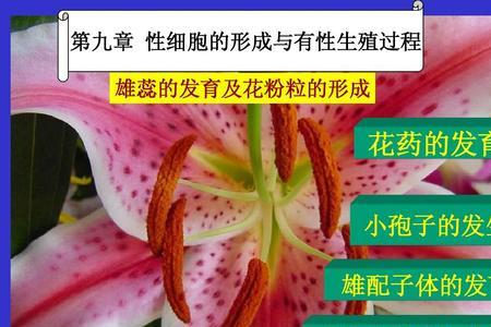 花药是雌还是雄