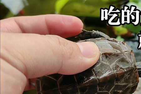 龟苗为什么翘屁股