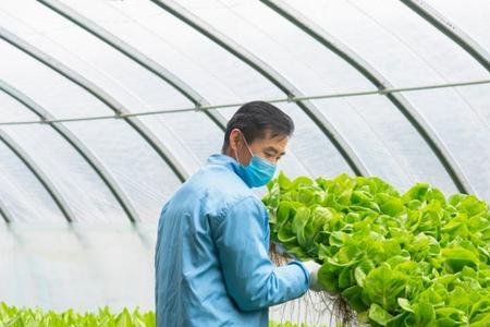 全国最大的设施农业生菜基地
