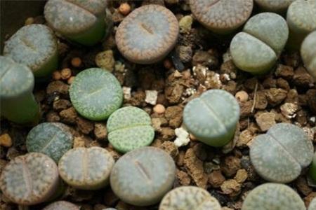 生石花怎么种植