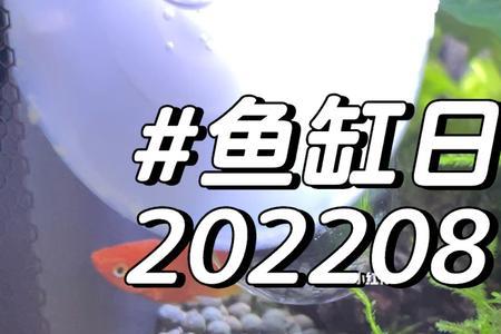 玛丽鱼缩尾怎么办