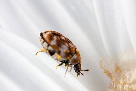 室内发现布甲虫和潮虫增多