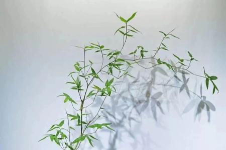 小叶簕竹一般多久长根