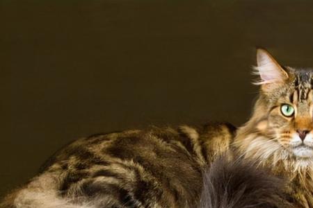 为什么家猫没宠物猫大