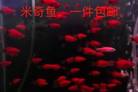 三色牡丹鱼能多大