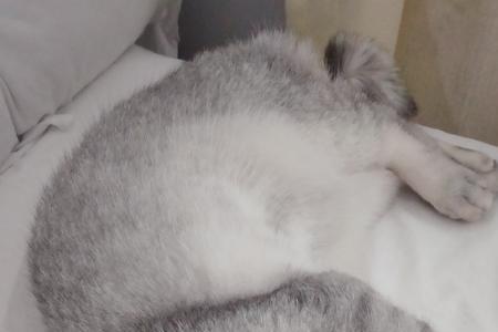 英短猫和家猫哪个战斗力强