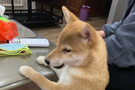 柴犬幼时会摇尾巴吗