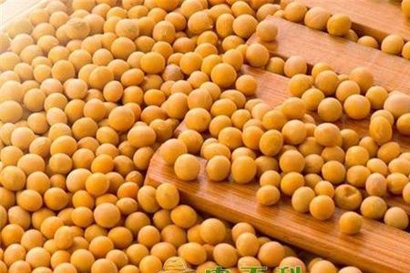 黄豆十大产地