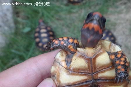 红腿陆龟挑选