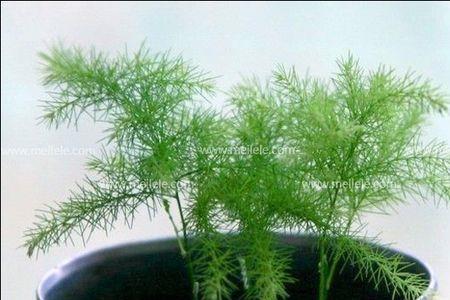 蓬莱松夏天黄叶怎么办