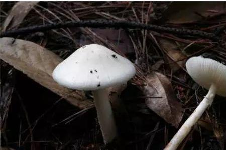 野生毒蘑菇生长速度有多快