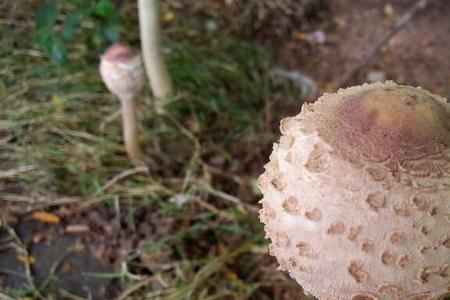含光菌是什么蘑菇