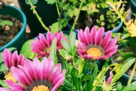 秋季常见的40种花