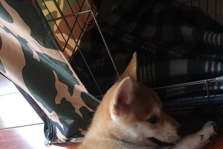2个月的柴犬为什么要咬人