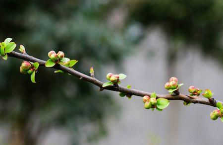 春天的绿芽用什么来形容