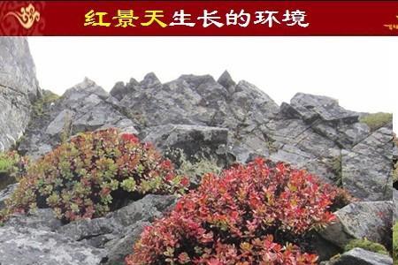 大花红景天不能人工栽培的原因