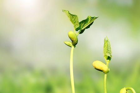 一棵和一颗区别