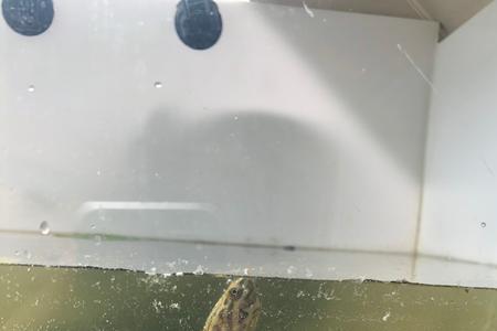麝香龟和香龟的区别