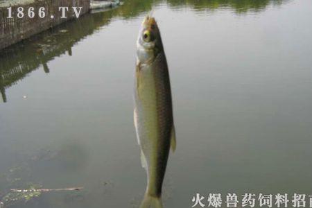 白条产卵季节