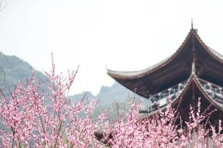 南山不会落梅花是哪首诗
