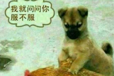 水土不服就服你下一句是什么