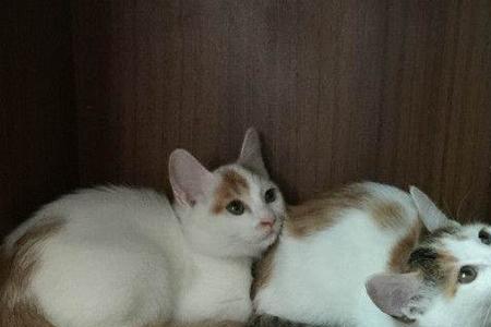 白猫好看还是花猫好看