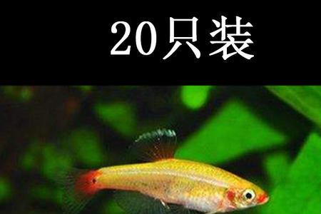 灰太狼灯鱼好养吗