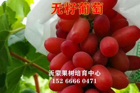 深红无籽葡萄耐寒吗