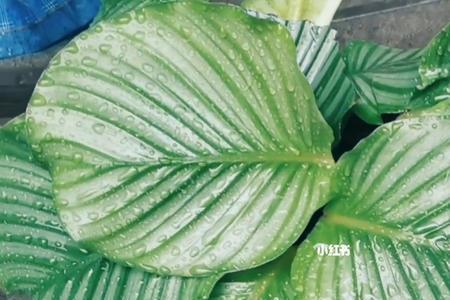 青苹果竹芋叶子中间起斑点