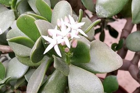 怎样让玉树开花最快