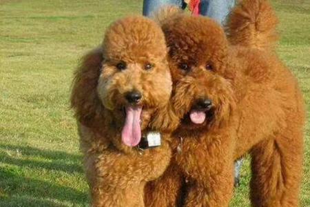 巨贵犬能立耳吗