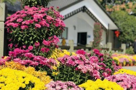 今年常熟大义菊花展时间