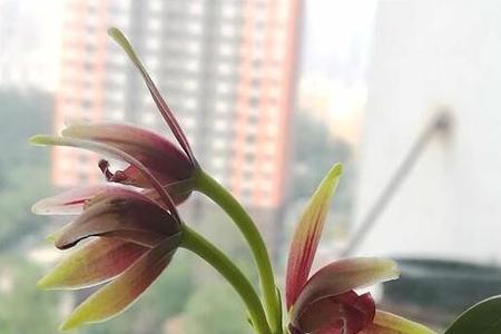 霜降后建兰可以全天晒太阳么